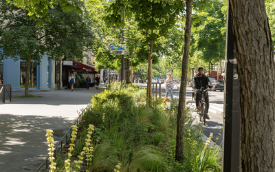 Arbres plantés sur l'avenue Parmentier