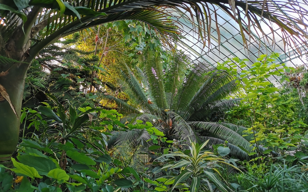 plantes tropicales dans les serres d'Auteuil