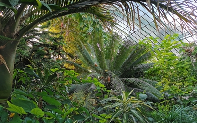 plantes tropicales dans les serres d'Auteuil