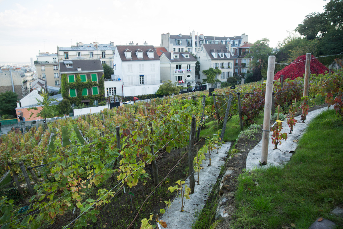 Montmartre et ses vignes (Joséphine Brueder / Ville de Paris) Montmartre et ses vignes
