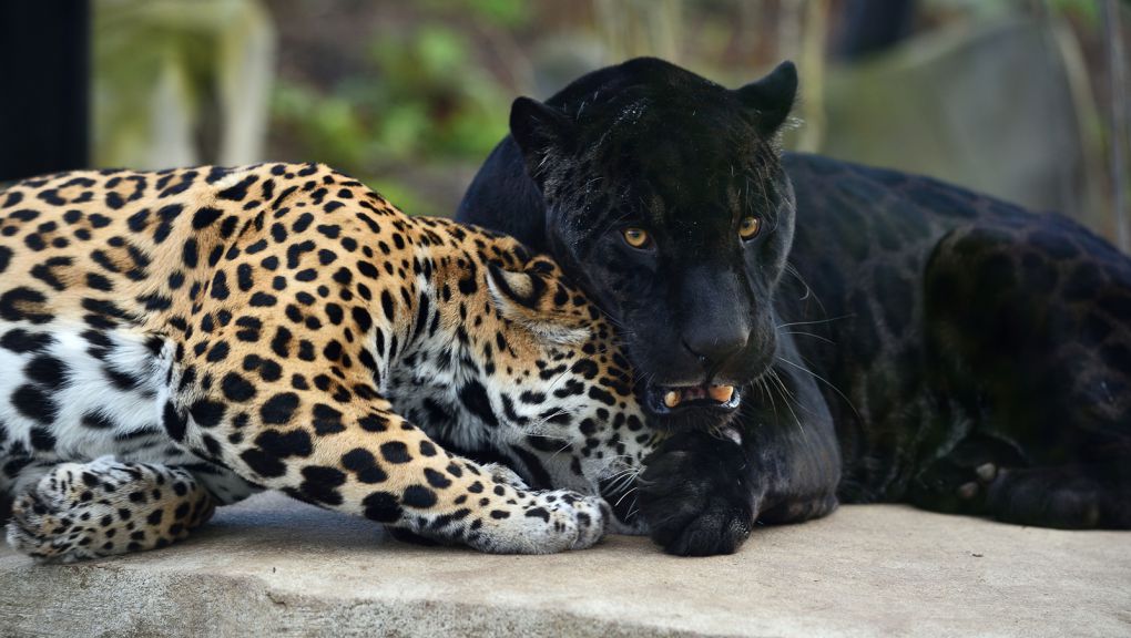 Couple de jaguars (©F-G Grandin/mnhn) Couple de jaguars