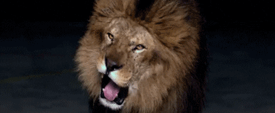 Gif lion (©DR/Giphy) Gif lion
