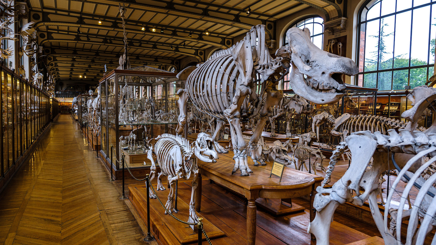 Muséum d'histoire naturelle (Gilbert Sopakuwa) Muséum d'histoire naturelle