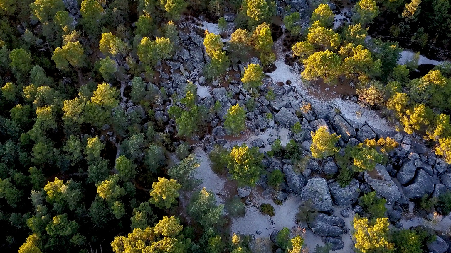 Forêt de Fontainebleau (CHLOROFILM) Forêt de Fontainebleau