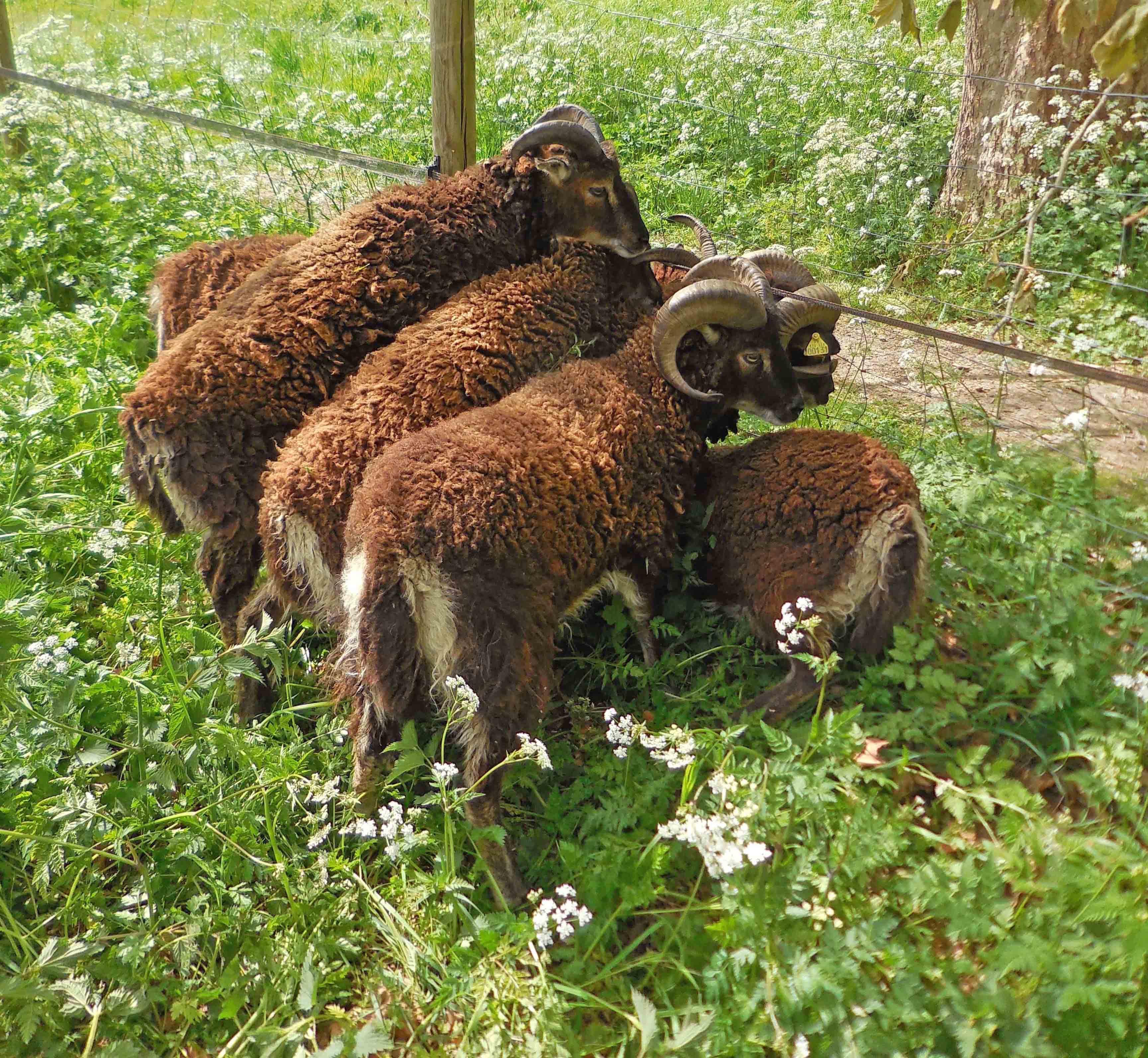 moutons Soay (MD) moutons Soay