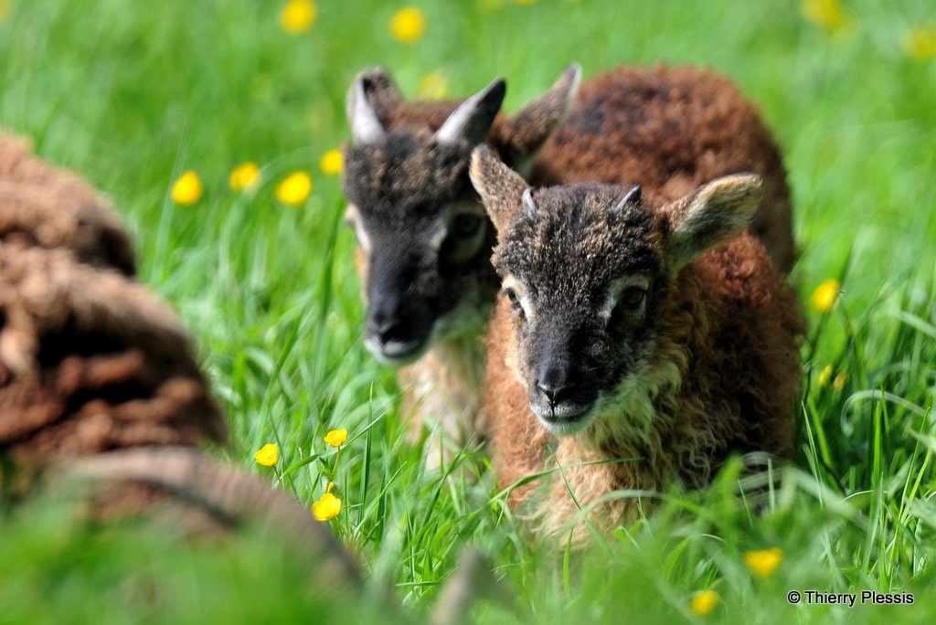 Agneau Soay (TP) Agneau Soay