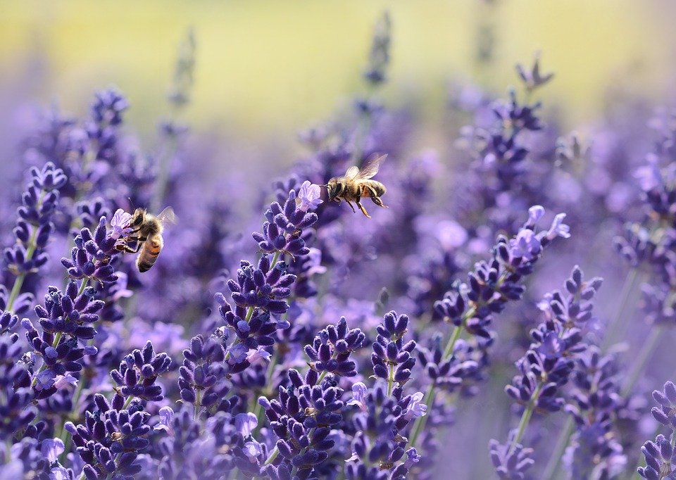 Les plantes sont-elles intelligentes ? |