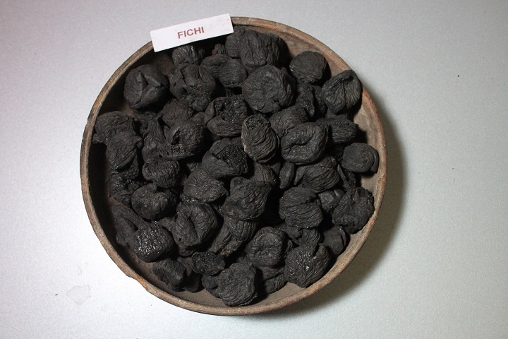 Ficus carica, Dernier repas à Pompéi au Musée de l'Homme (Giorgio Albano) Ficus carica, Dernier repas à Pompéi au Musée de l'Homme