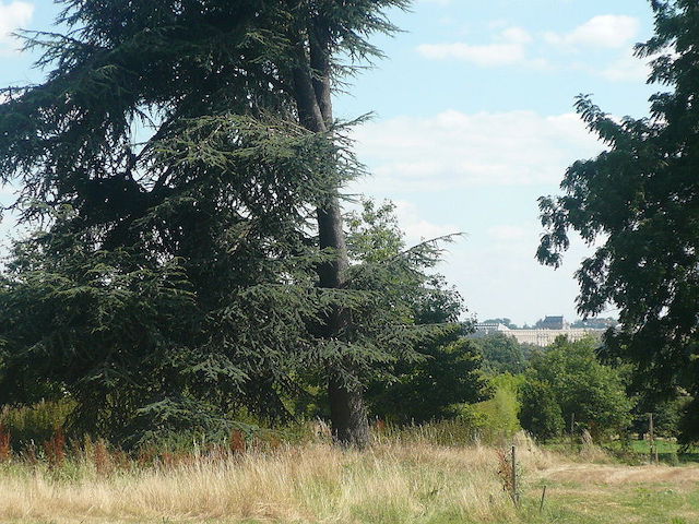 La vue sur le château de Versailles depuis l’Arboretum de Versailles-Chèvreloup (© Stefi123 (Wikimedia commons)) La vue sur le château de Versailles depuis l’Arboretum de Versailles-Chèvreloup