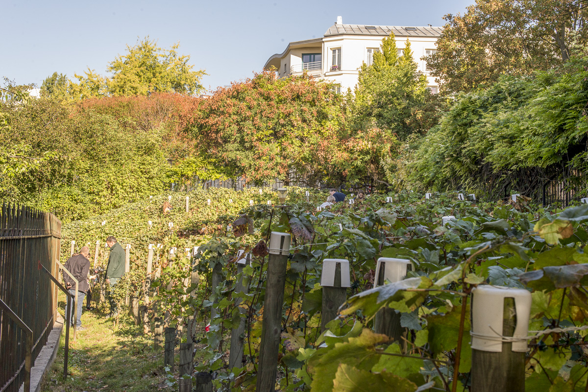 Les Vignes de Belleville (Jean-Pierre Viguié / Ville de Paris) Les Vignes de Belleville