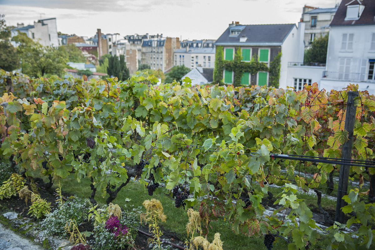 Les vignes de Montmartre (Joséphine Brueder / Ville de Paris) Les vignes de Montmartre