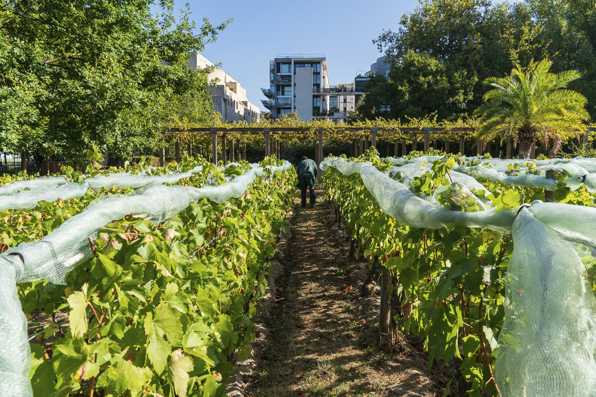Les Vendanges Participatives au Parc de Bercy (Sonia Yassa / Ville de Paris) Les Vendanges Participatives au Parc de Bercy