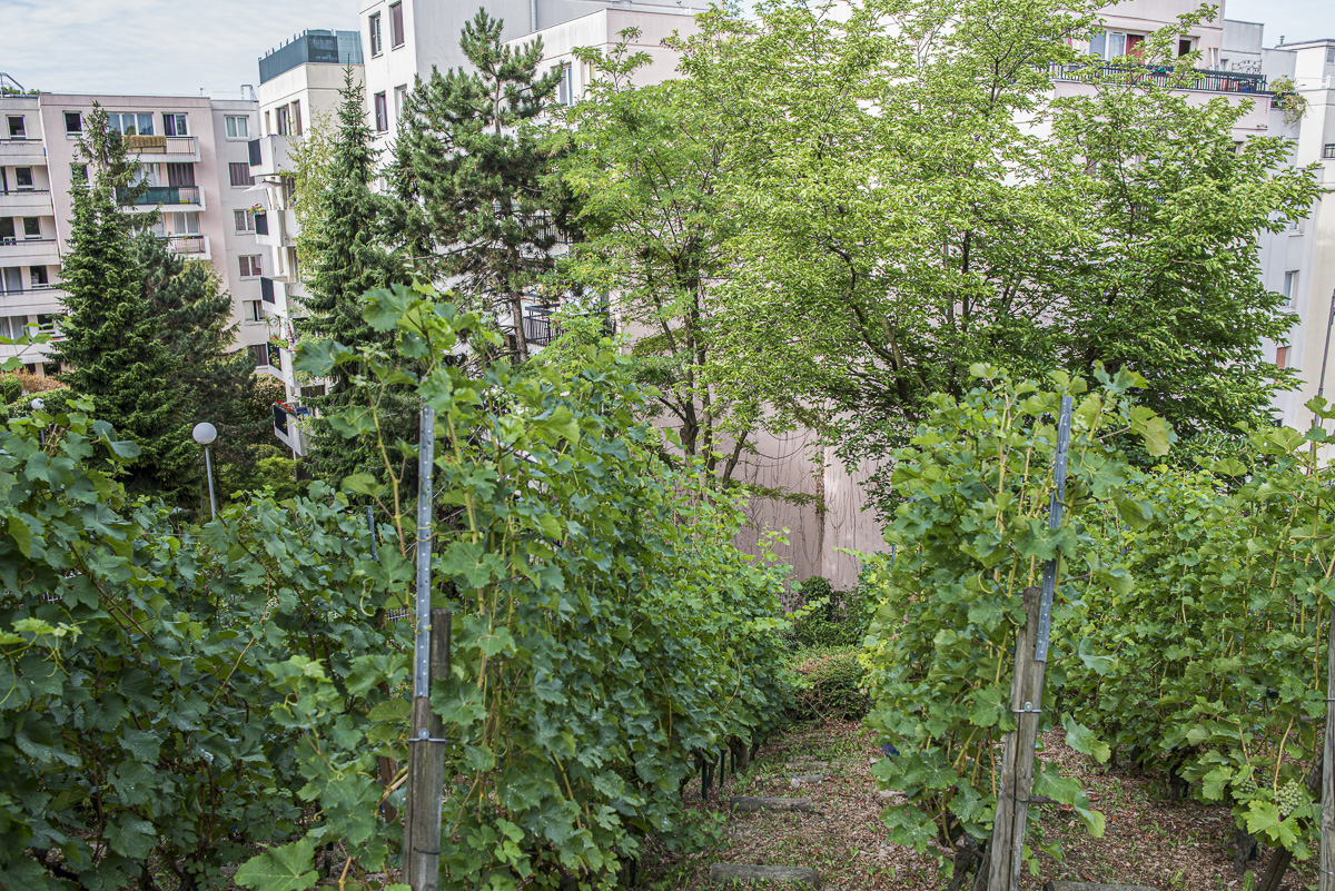 Les vignes sur la butte bergeyre (Christophe Noël / Ville de Paris) Les vignes sur la butte bergeyre