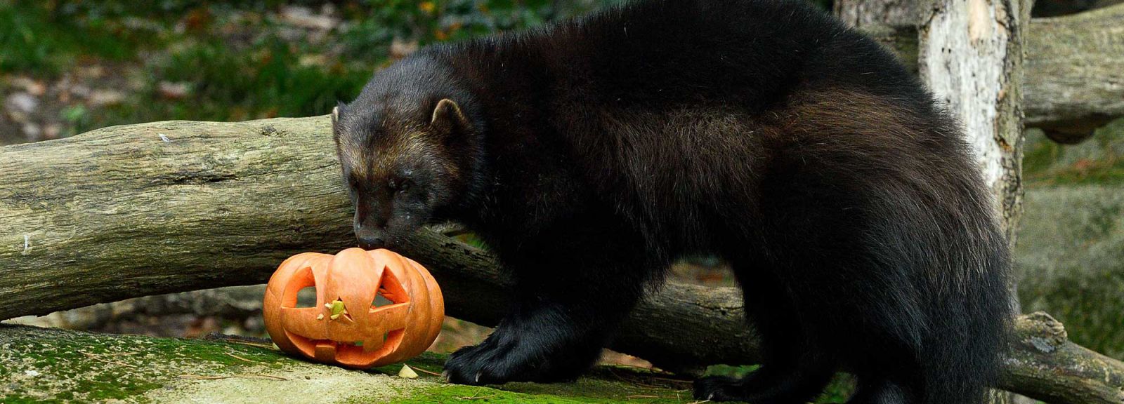 Halloween au Parc Zoologique (©François-Gilles Grandin/Mnhn) Halloween au Parc Zoologique