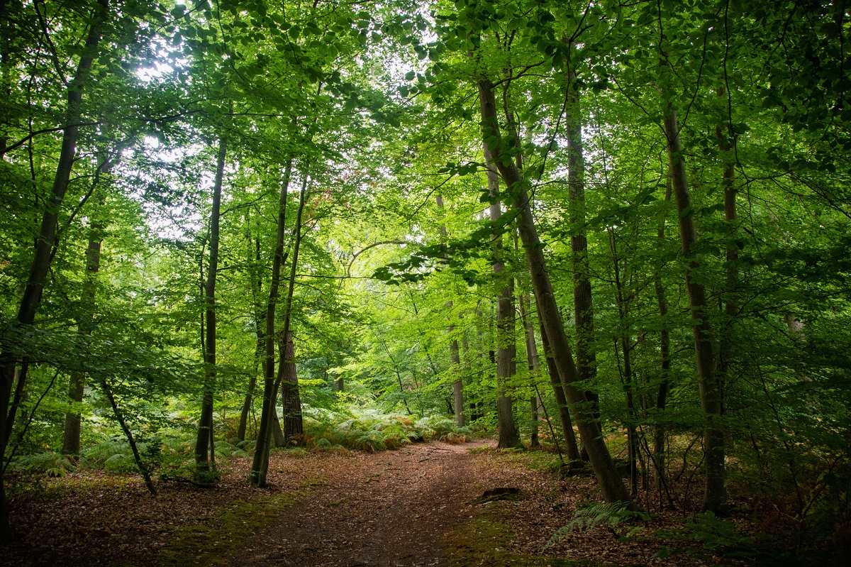 Forêt de Coye (Marie Astier pour Helloways) Forêt de Coye
