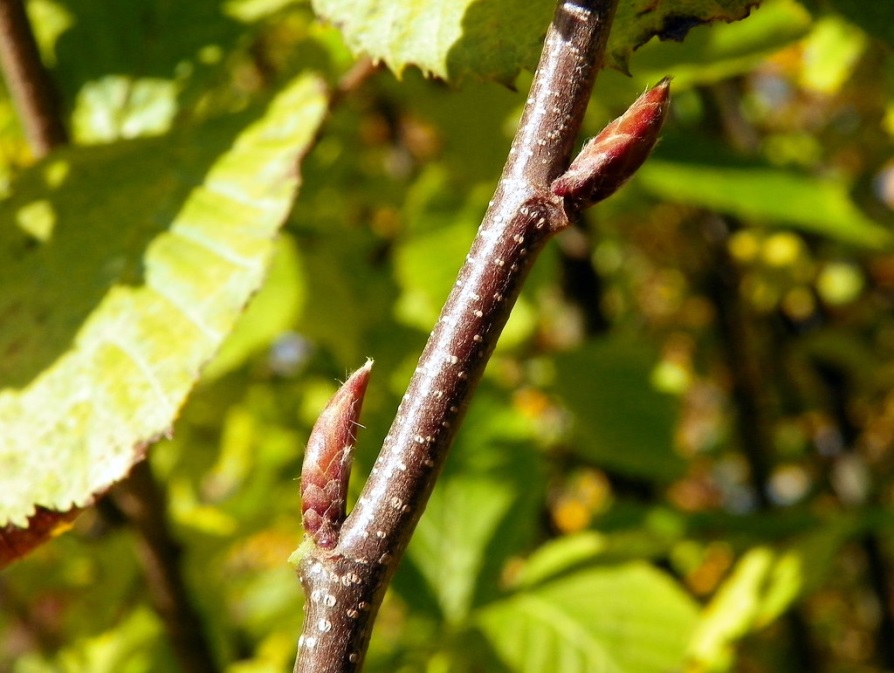 Bourgeons (Peter O’Connor / Creative Commons) Bourgeons