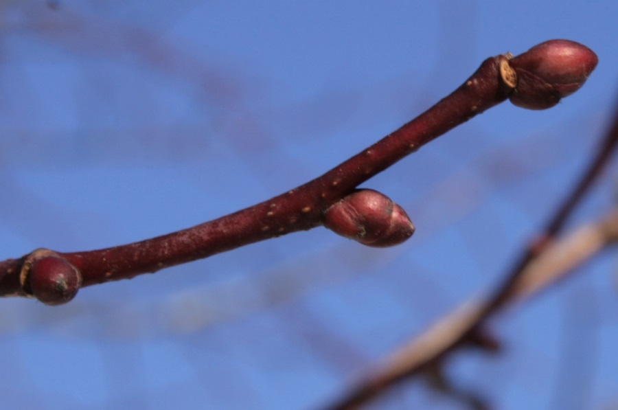 Bourgeons tilleul (Sten Porse / Creative Commons) Bourgeons tilleul
