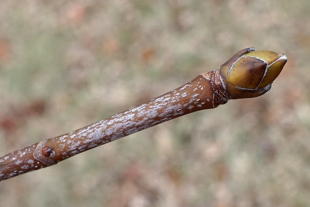 Reconnaître les arbres grâce à leurs bourgeons – Que Faire à Paris