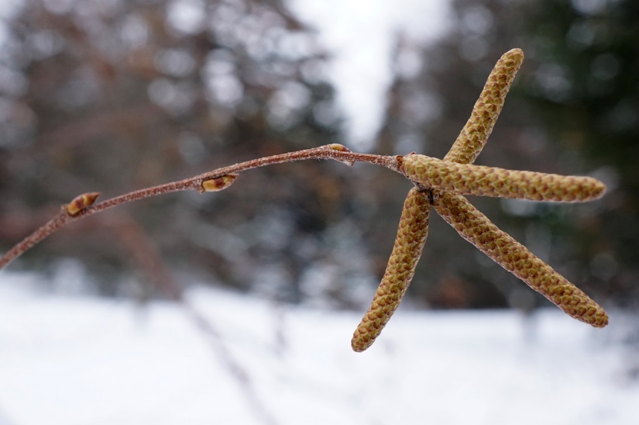 Bourgeons bouleau (Plant Image Library / Creative Commons) Bourgeons bouleau