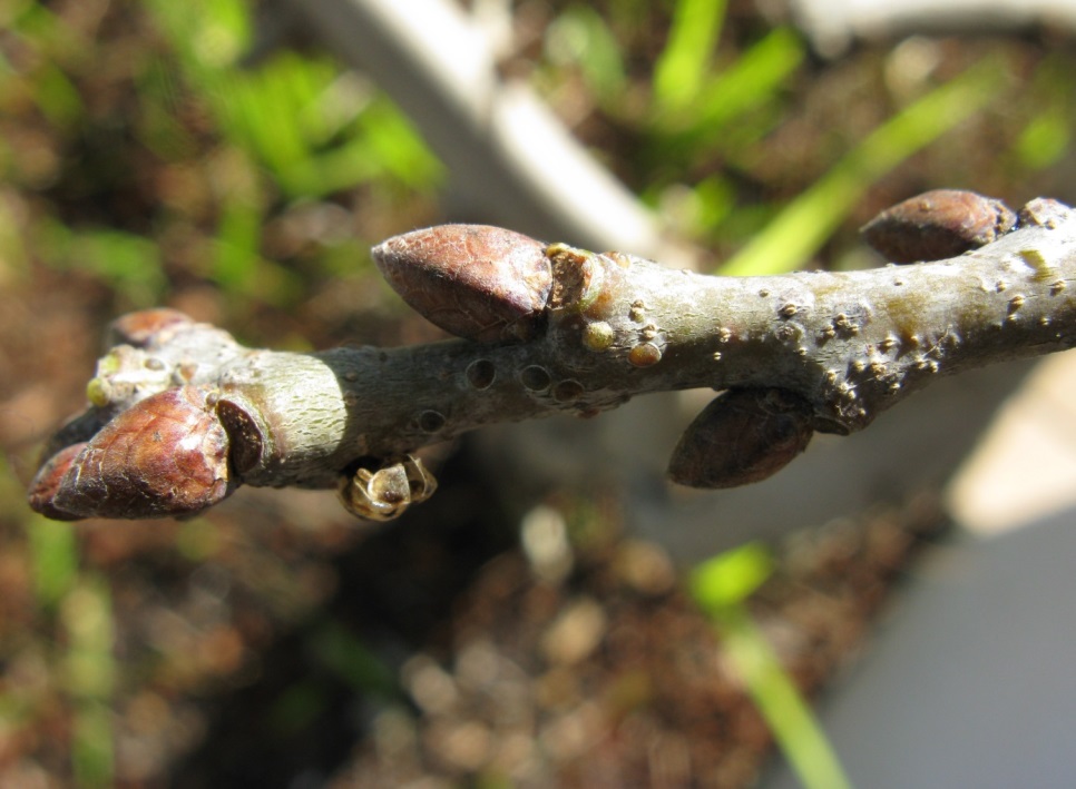 bourgeons chêne (Jon Richfield / Creative Commons) bourgeons chêne