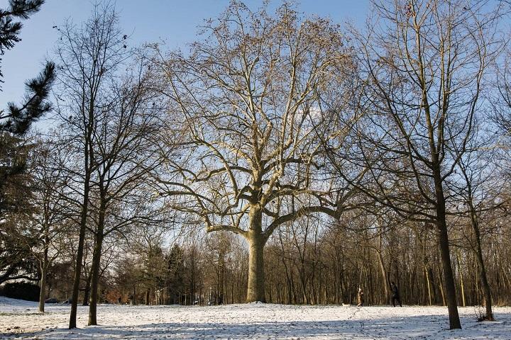 Arbres en hiver (Guillaume Bontemps/ Ville de Paris) Arbres en hiver