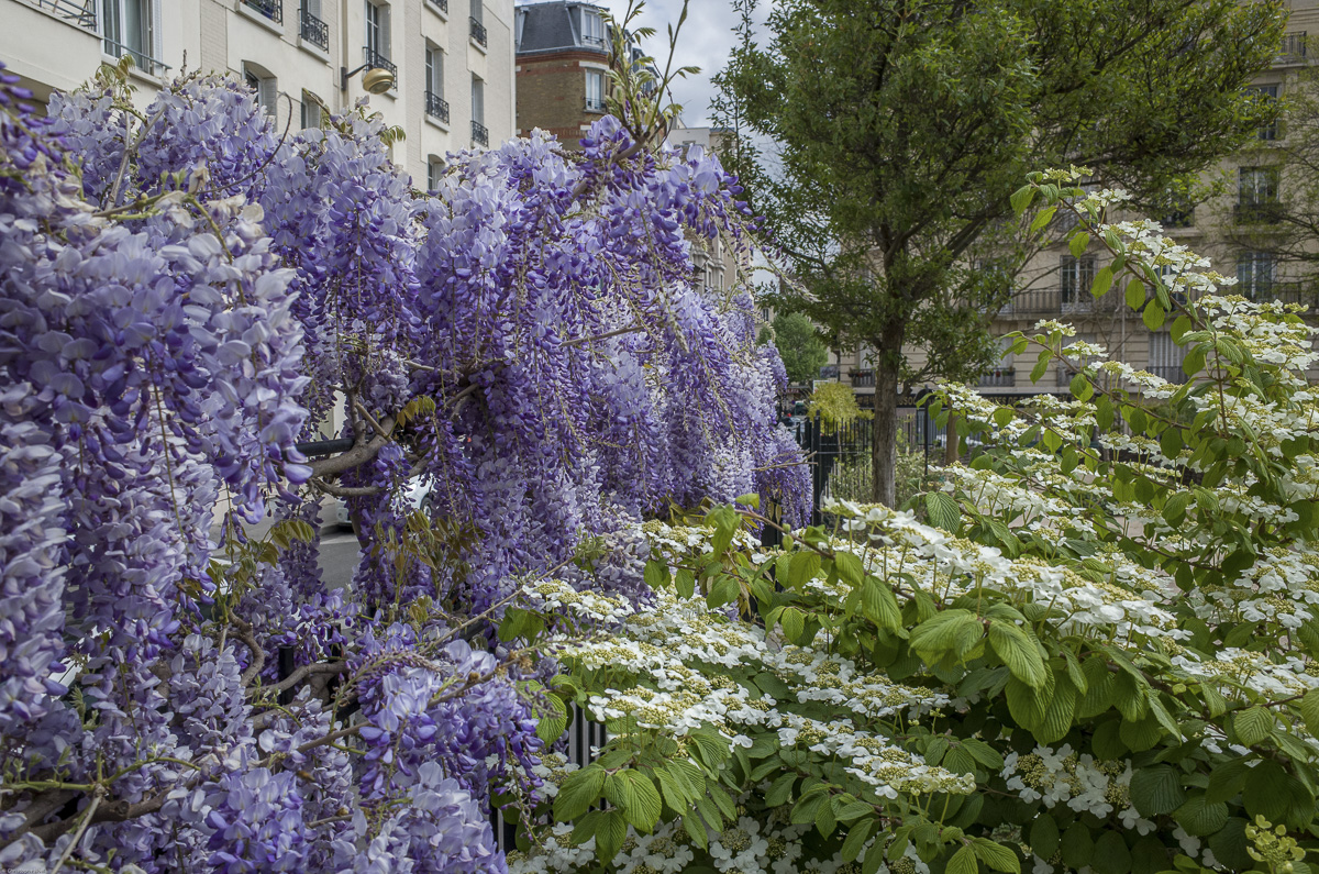 La glycine est une plante grimpante à la floraison généreuse et odorante. (Christophe Noël / Ville de Paris) La glycine est une plante grimpante à la floraison généreuse et odorante.