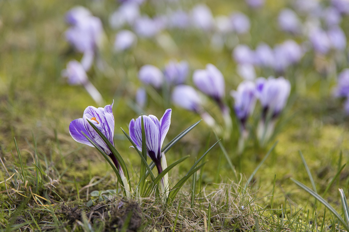 L'éclosion des fleurs au printemps. (Guillaume Bontemps / Ville de Paris) L'éclosion des fleurs au printemps.