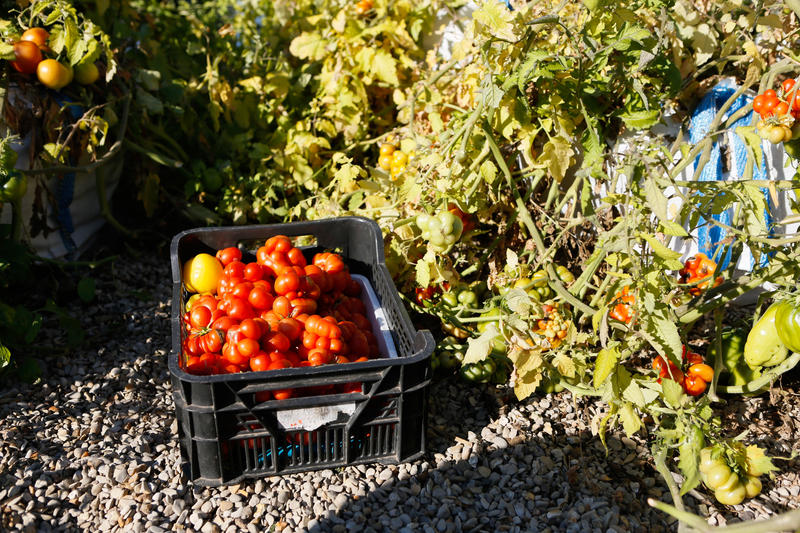 Potager (©Jean-Baptiste Gurliat / Ville de Paris) Potager