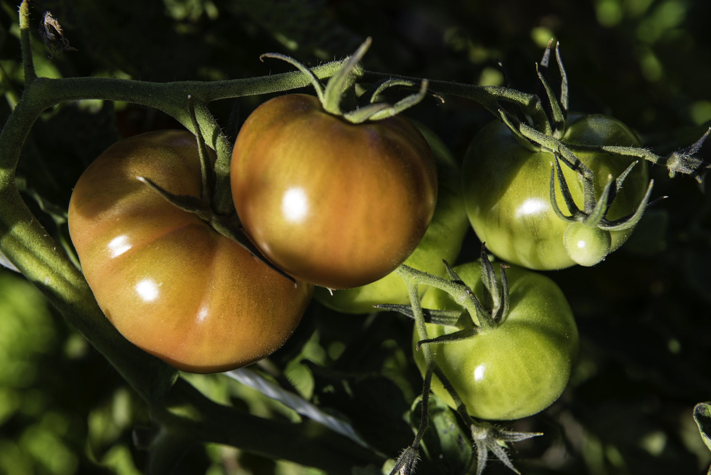 légumes (Emilie Chaix / Ville de Paris) légumes