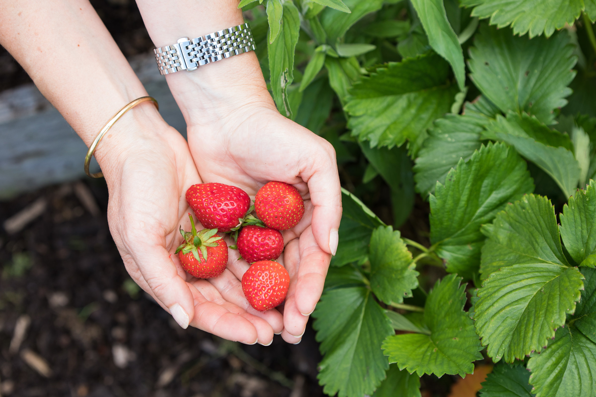 fraises (Guillaume Bontemps / Ville de Paris) fraises