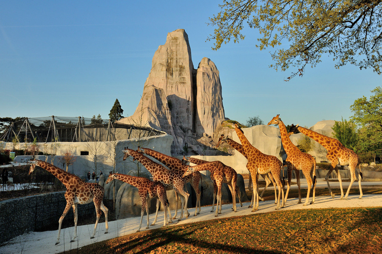 Nocturnes Parc zoologique de Paris (©F-H Grandin/MNHN) Nocturnes Parc zoologique de Paris