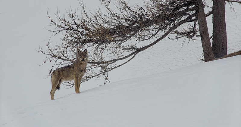 La Vallée des loups (© Mon Premier Festival) La Vallée des loups