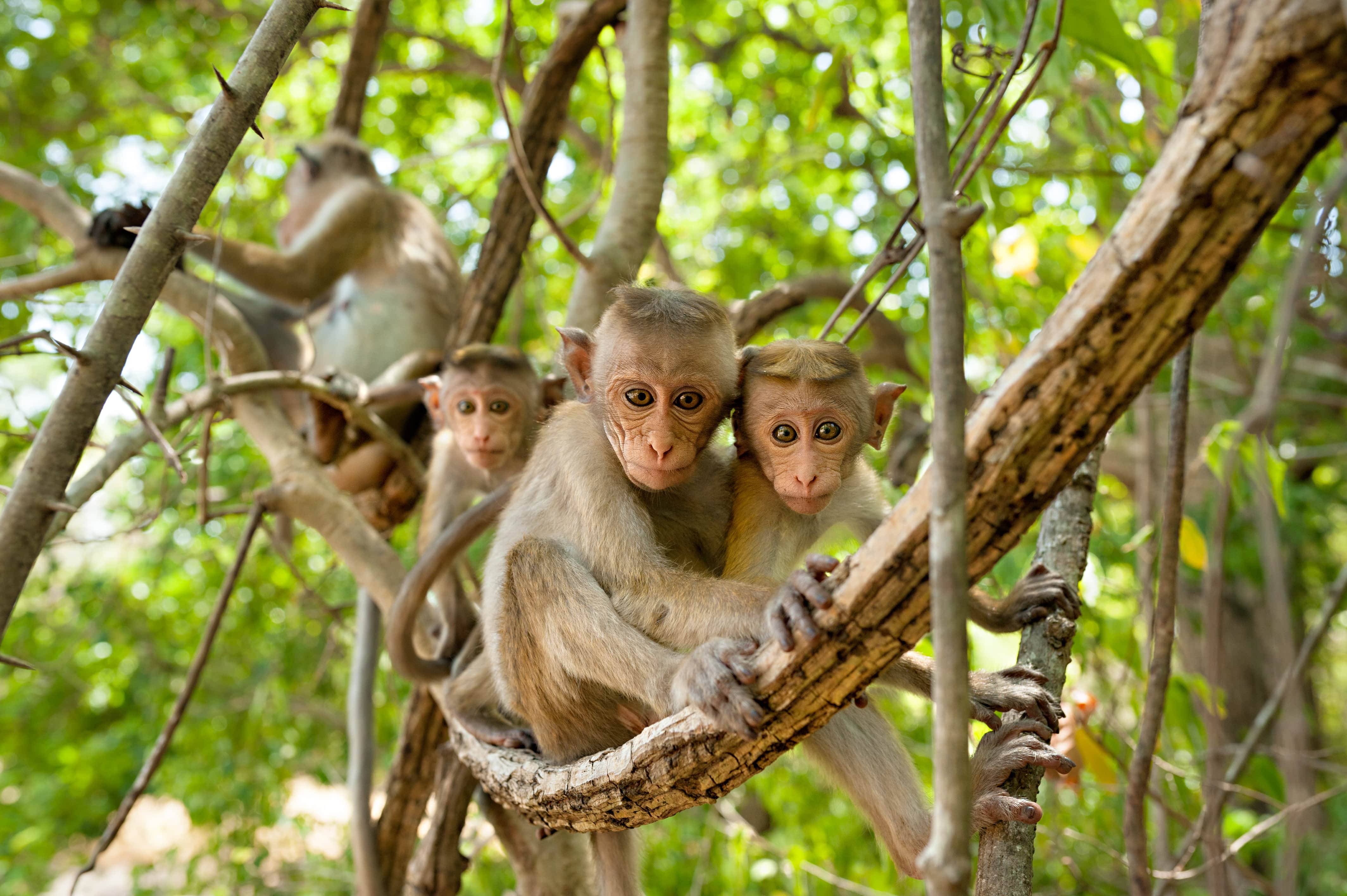 Обезьян нижний. Джунгли Африки шимпанзе. Шри Ланка обезьяны. Африканские джунгли с шимпанзе. Африка мартышка в джунглях.