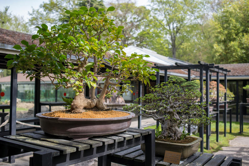 BONSAÏ CULTURE Que Faire à Paris