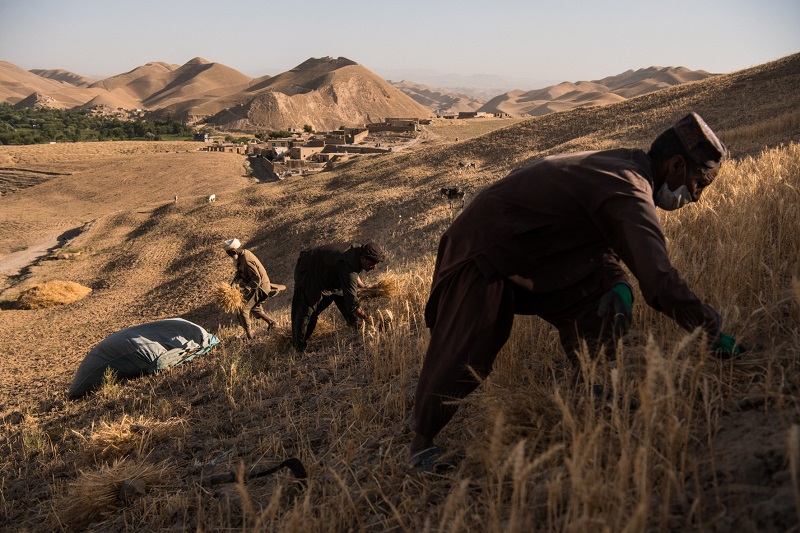 Homme travaillant les blés - Action contre la Faim (© Andrew Quilty / Agence VU' pour Action contre la Faim) Homme travaillant les blés - Action contre la Faim
