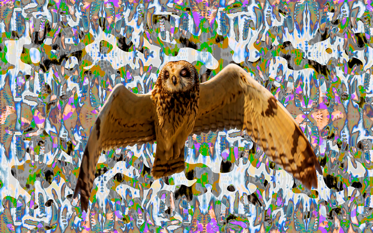 Une chouette brune sur un fond coloré.