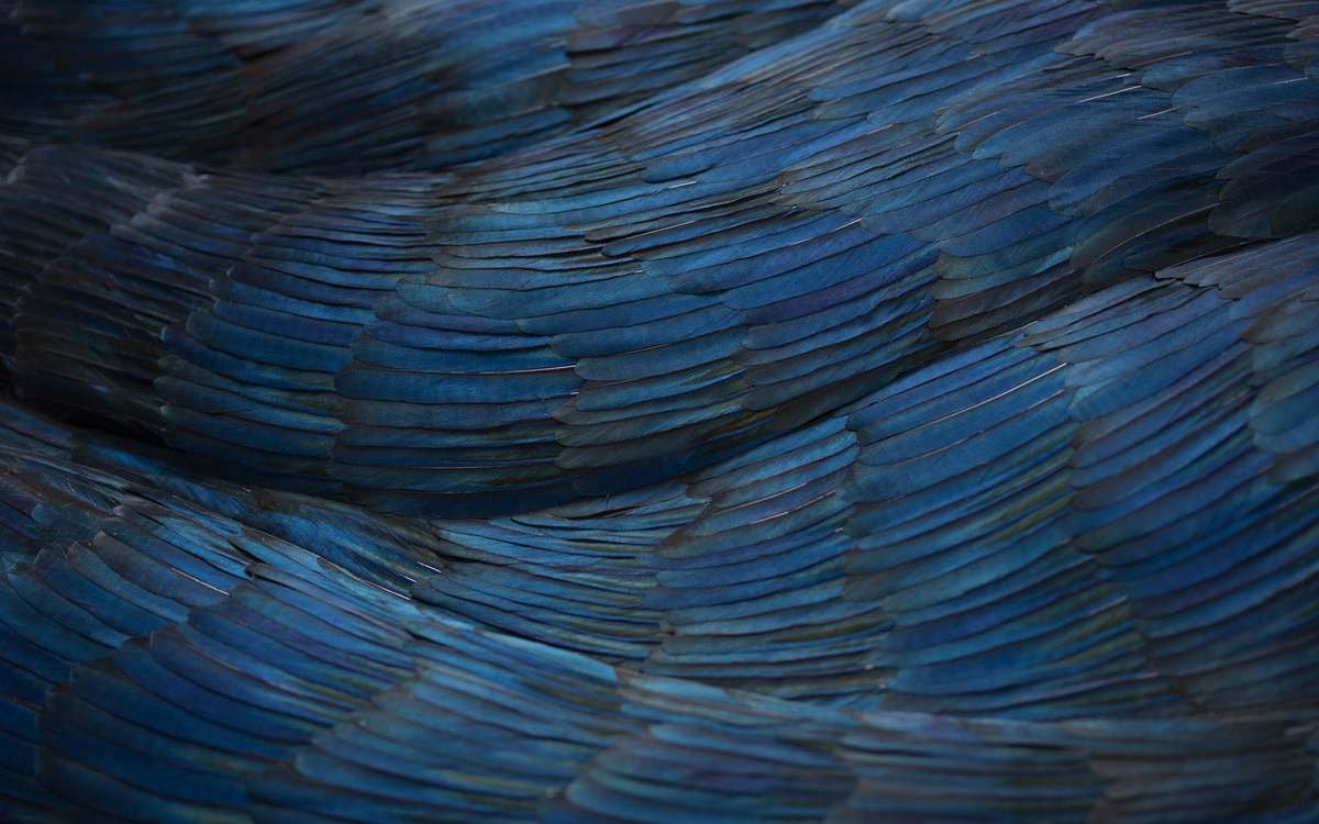 Kate MccGwire, SUFFUSE, 2021 (détail) Technique mixte avec plumes de pie.