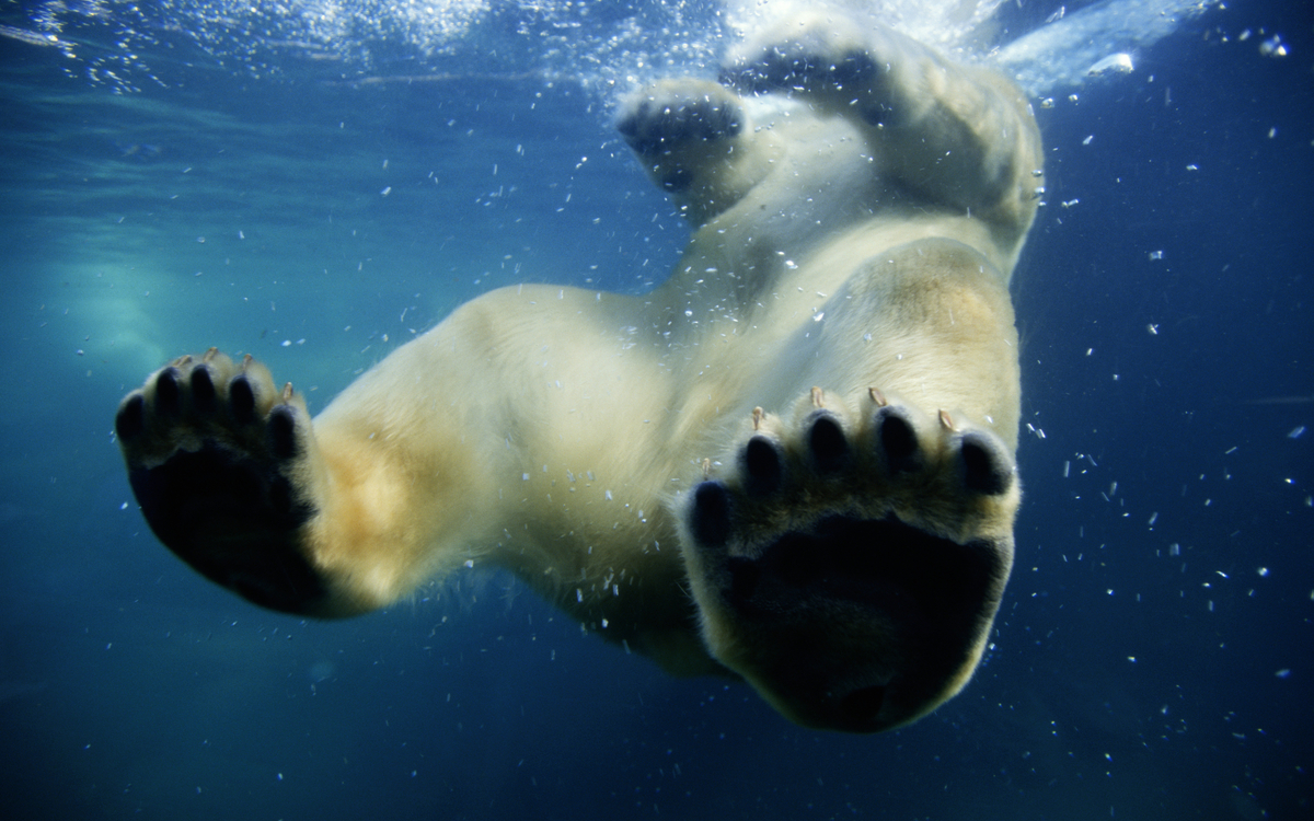 Projection-Débat du film Un Jour sur Terre, de Alastair Fothergill, Mark Linfield, le mercredi 13 Avril 2022 à 18H30, à Paris 3.