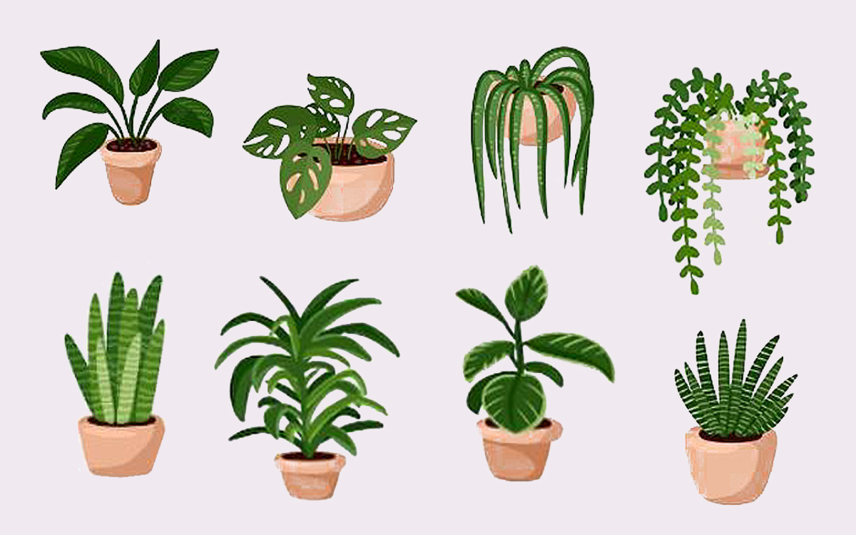 Dessins de plantes diverses