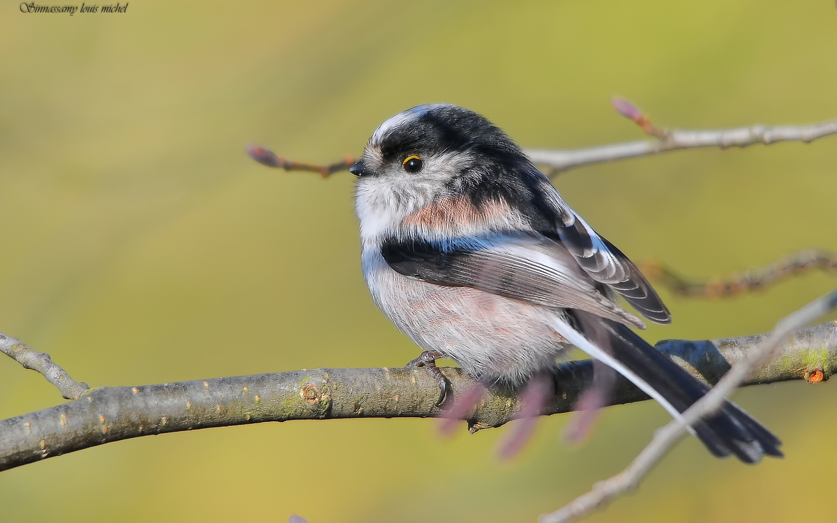 Mésange à long queue
