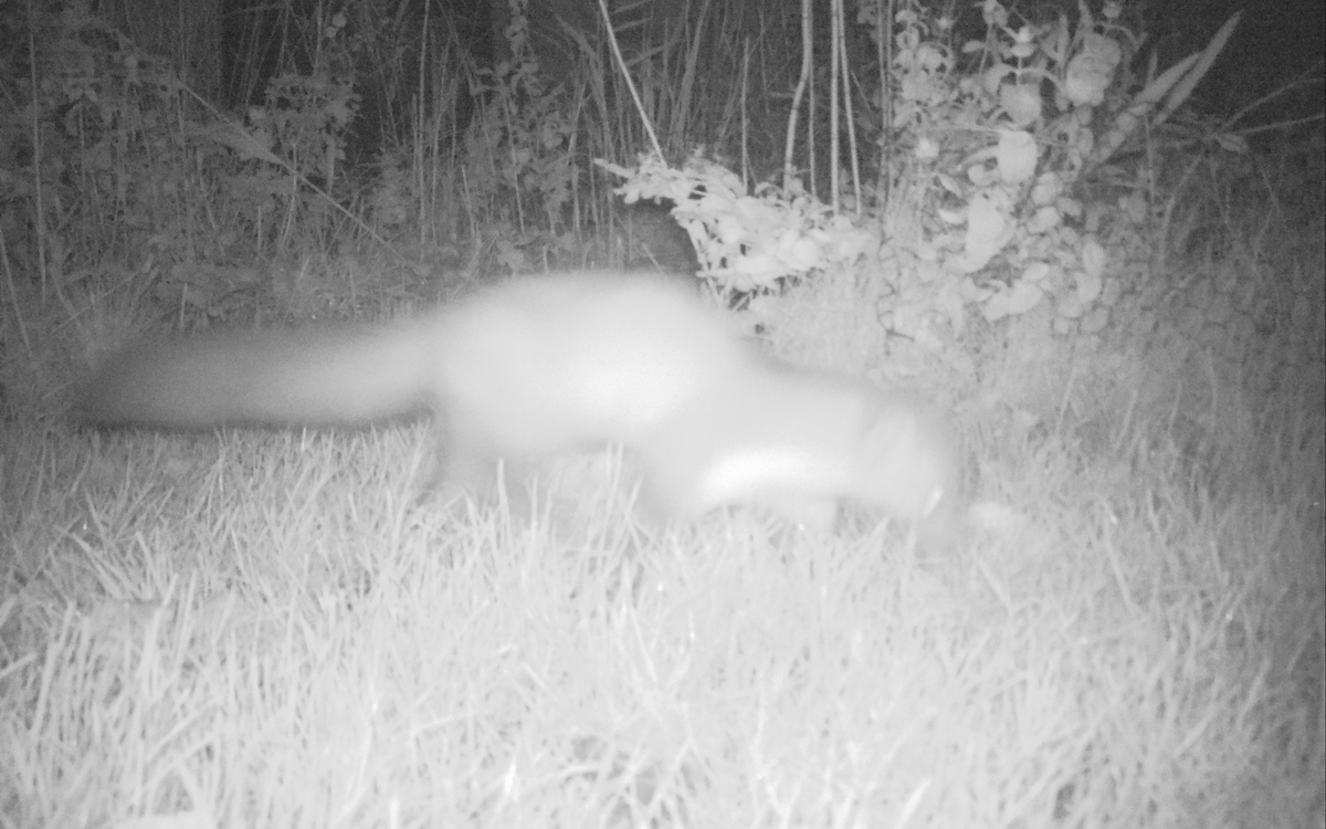 Fouine, Chez Michel, 16 11 2021©Michel ASCOET