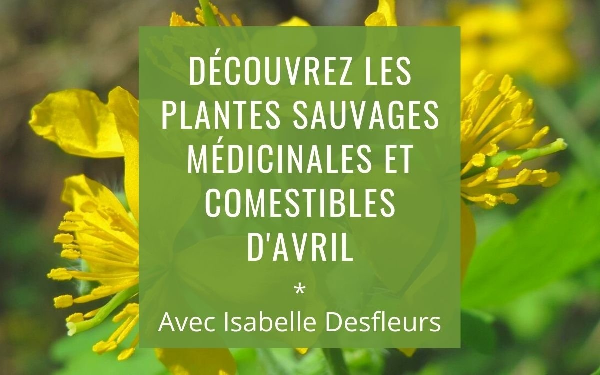 Sortie Plantes sauvages comestibles et médicinales à Paris