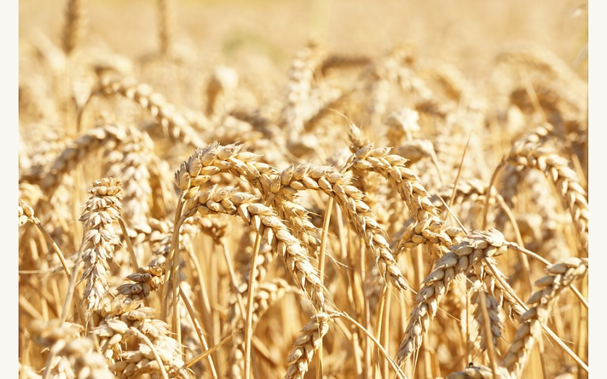 La guerre en Ukraine a mis en évidence le rôle prépondérant joué par ce pays, ainsi que par la Russie, dans l'approvisionnement en blé des pays du monde arabe. Or, ceux-ci sont déjà en proie à la raréfaction de leurs ressources naturelles, avec à la clé conflits, pénuries et inflation. Dans le même temps, certains pays tels que l'Algérie ont un rôle majeur à jouer dans l'approvisionnement en gaz de pays occidentaux désireux de se détourner de la Russie. Le point sur les ressources du monde arabe, et sur leur place sur cet échiquier géopolitique mouvementé.   