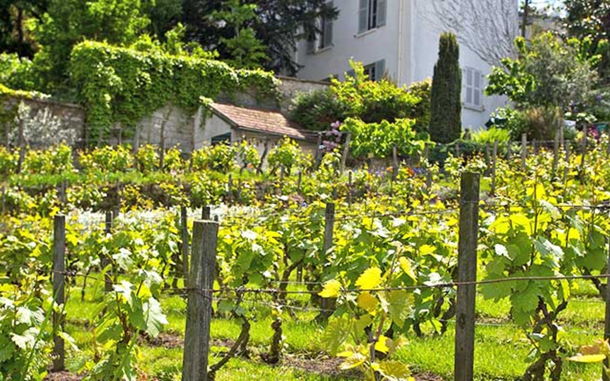Vignes du Clos Montmartre