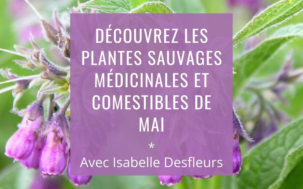 Sortie Plantes sauvages comestibles médicinales Paris