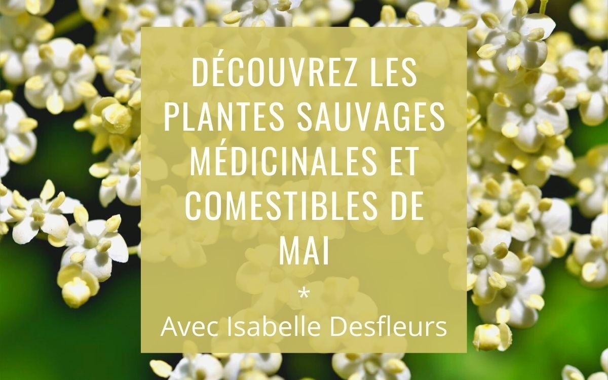 Sortie Plantes sauvages comestibles médicinales Paris