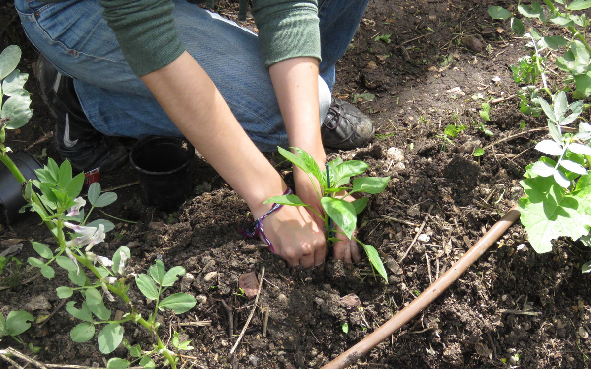 Participez à un chantier au potager