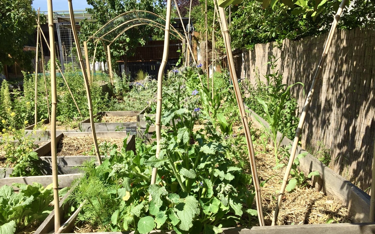 Jardin potager