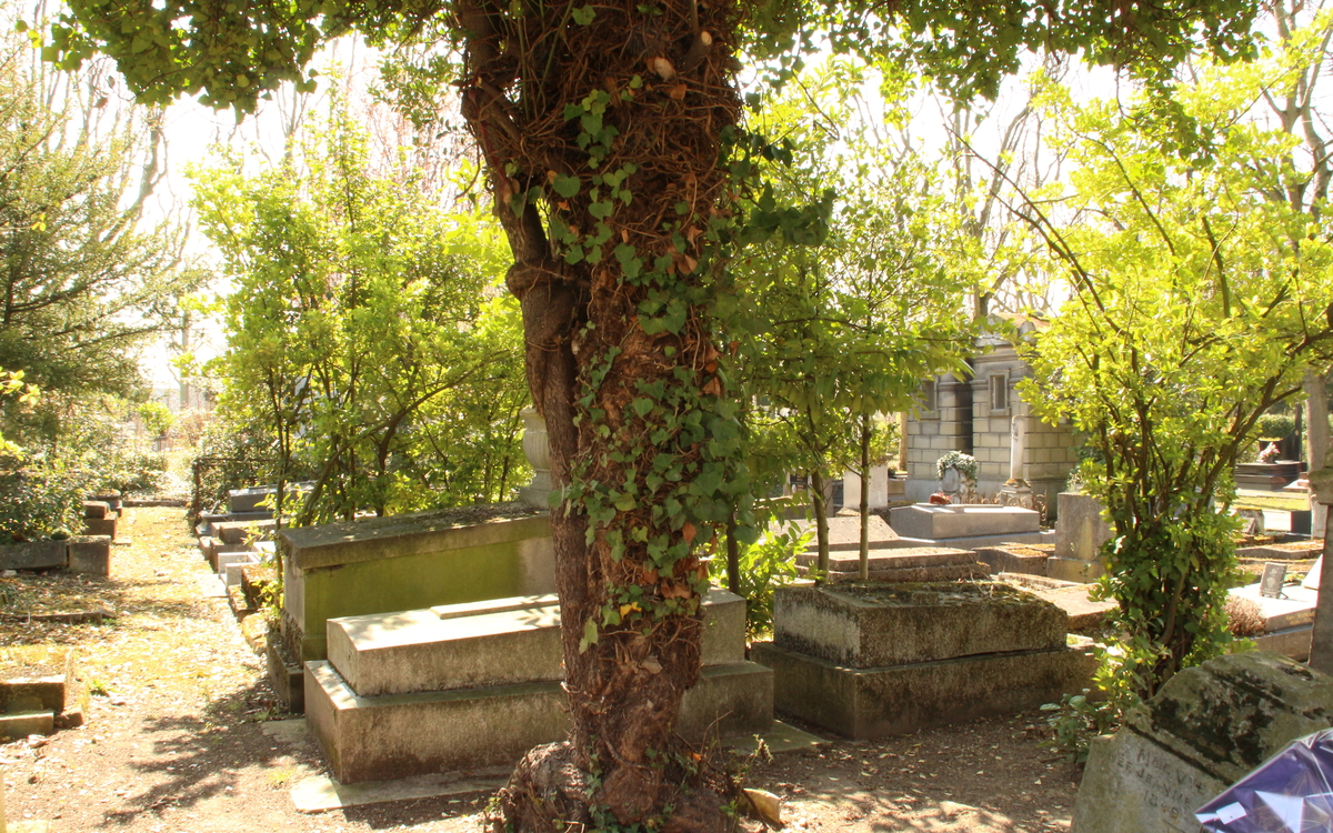 Tronc d'arbre au cœur des allées