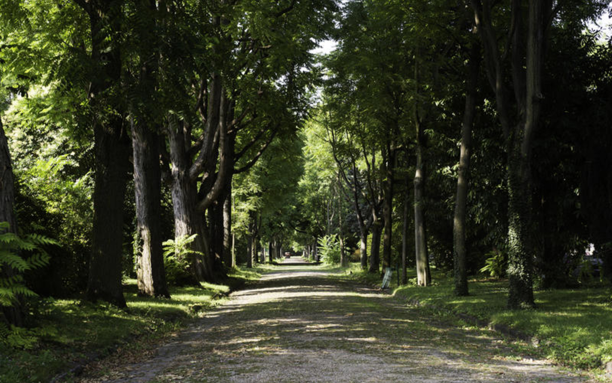 Allée ombragée